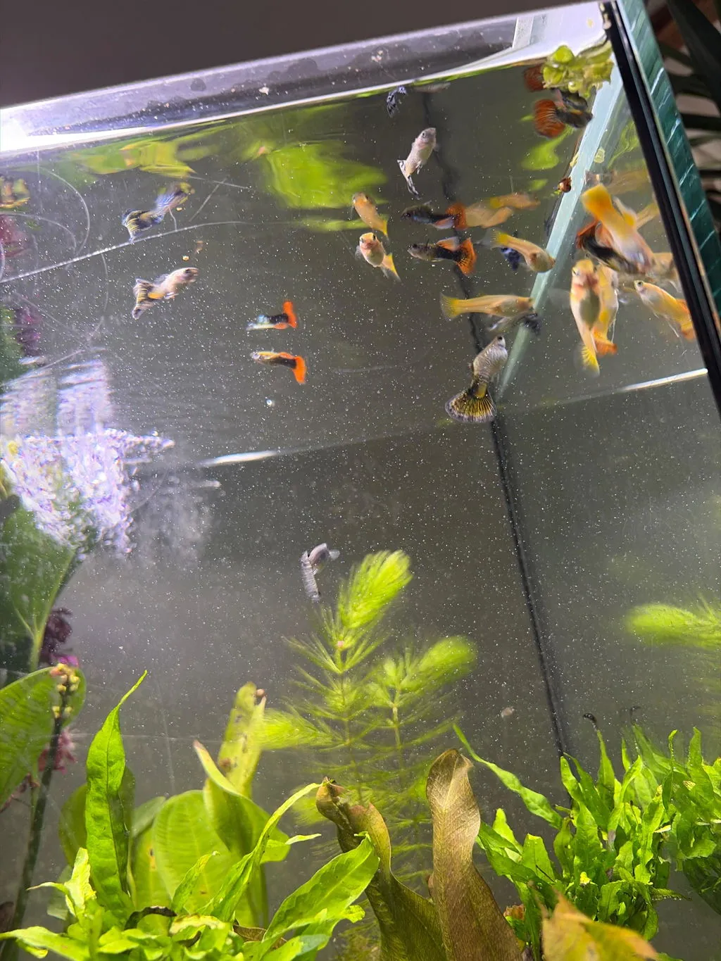 Garnelen TV Snakeskin grön guppy hane akvariefisk