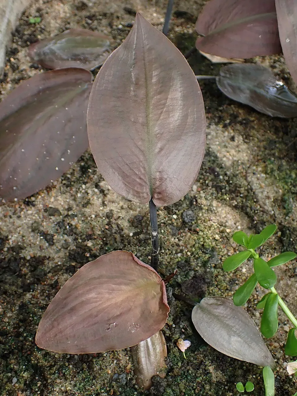 Lagenandra meeboldii Green akvarieväxt PE grön