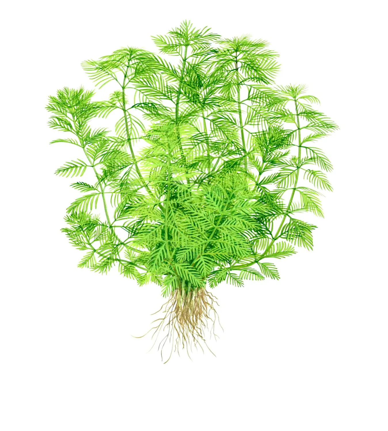 Akvarievalvet Myriophyllum mattogrossense akvarieväxt grön