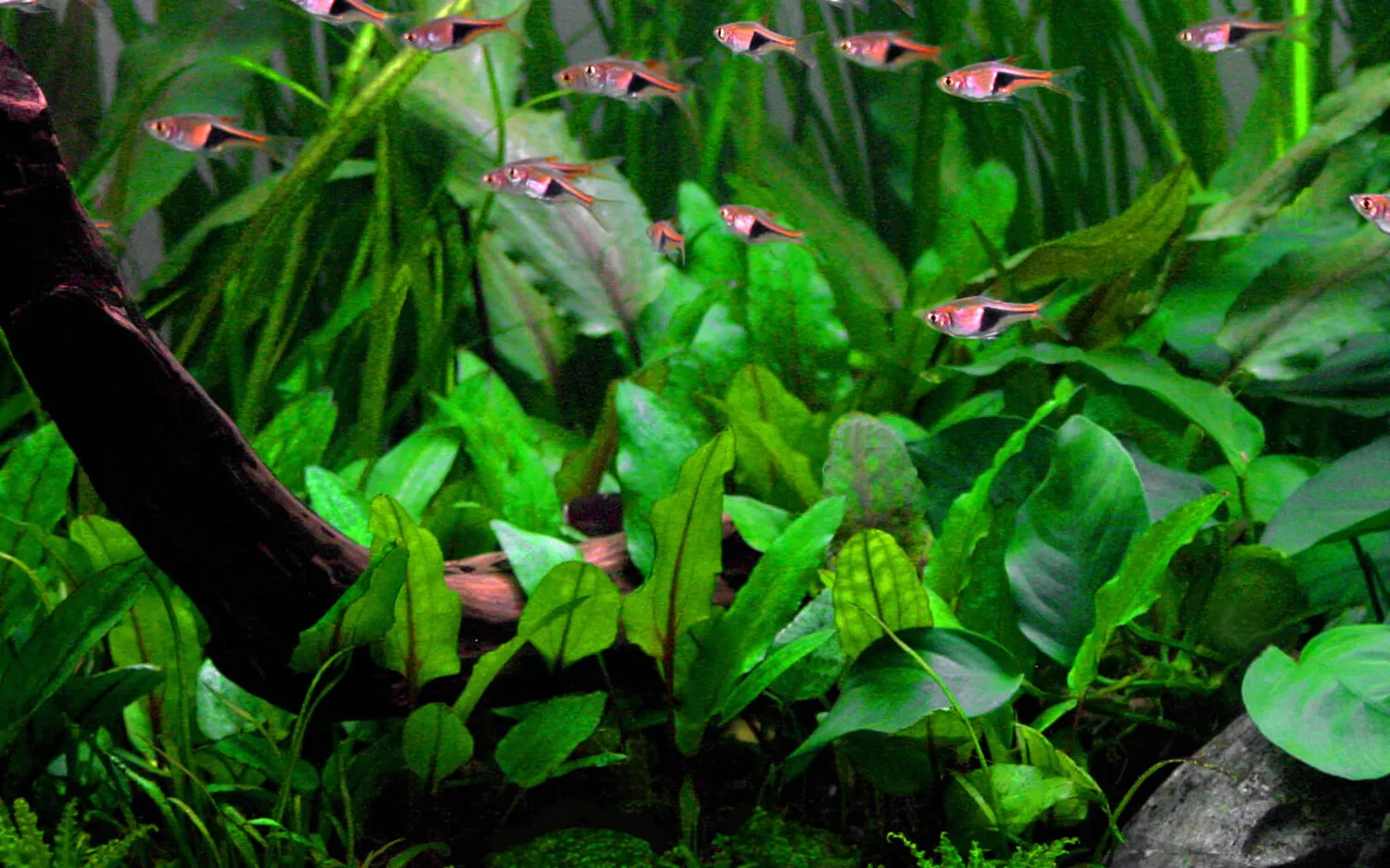 Akvarievalvet Cryptocoryne wendtii Green akvarieväxt