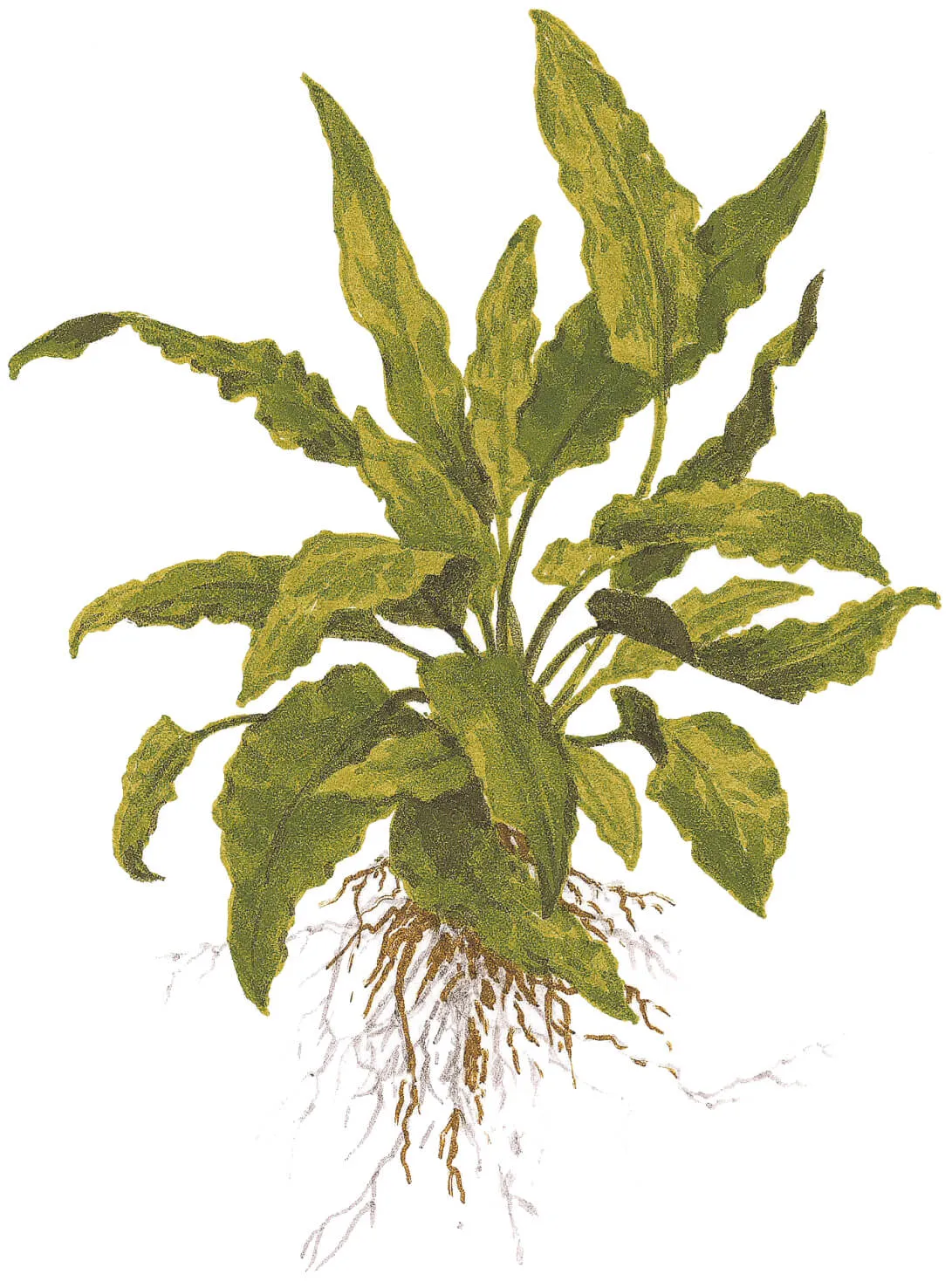 Akvarievalvet Cryptocoryne wendtii Green akvarieväxt