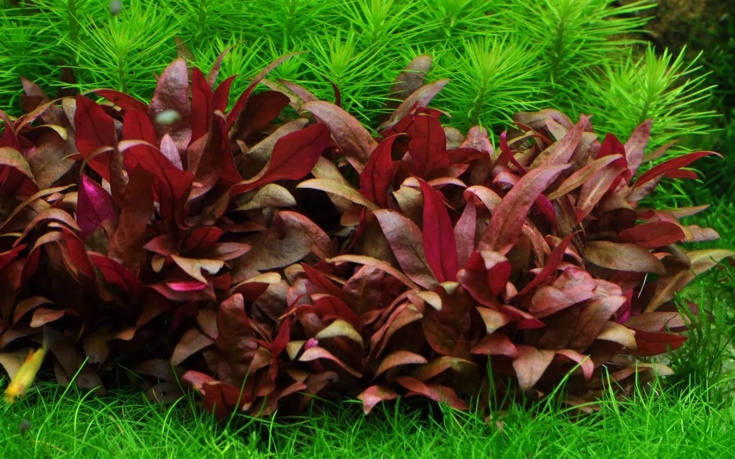 Akvarievalvet Alternanthera reineckii Mini akvarieväxt röd