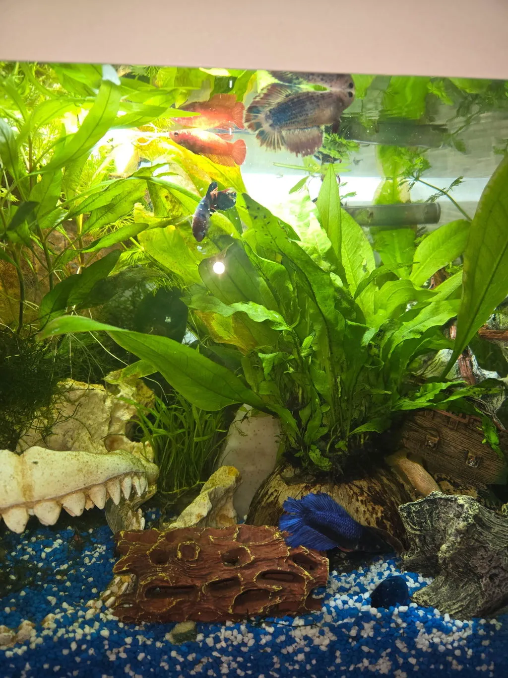Garnelen TV Gabelschwanz kampfiskhona Betta 6-8 cm