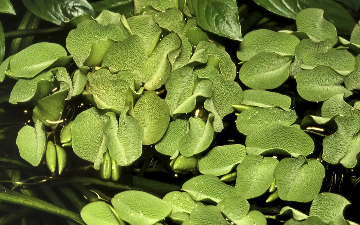 Akvarievalvet Salvinia auriculata flytväxt