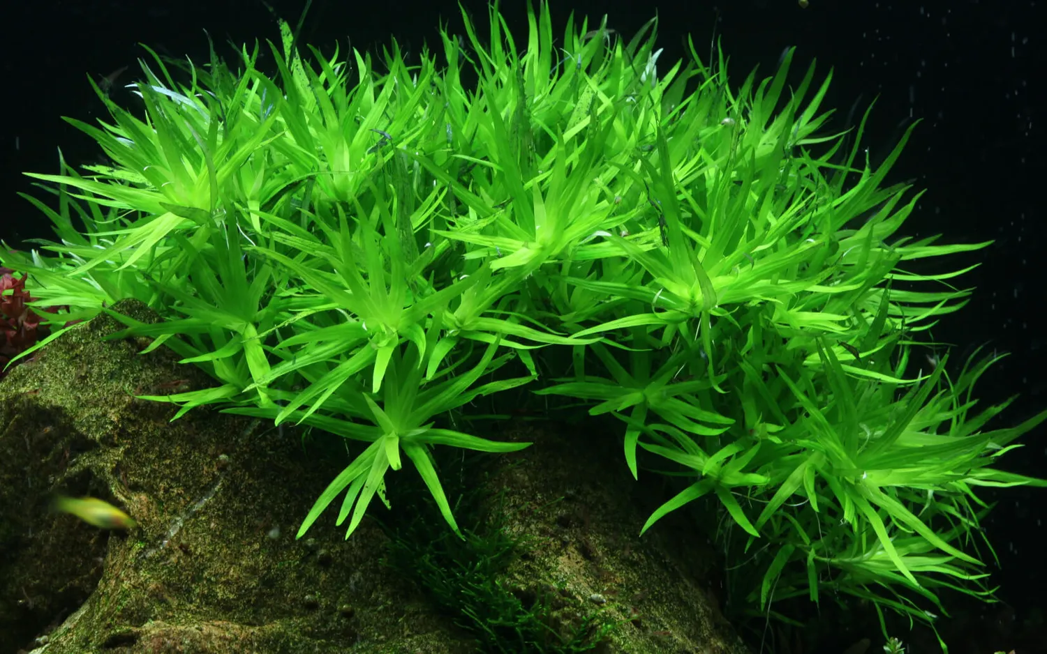 Akvarievalvet Heteranthera zosterifolia stängelväxt