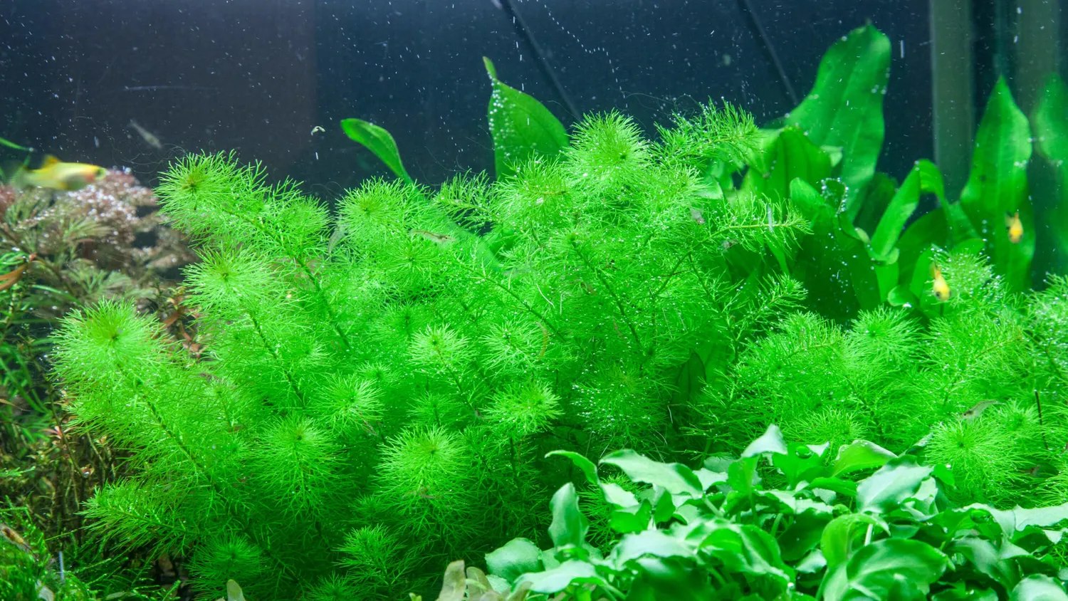Akvarievalvet Myriophyllum Guyana akvarieväxt stjälkväxt