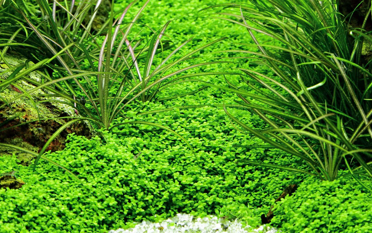 Akvarievalvet Hemianthus callitrichoides Cuba akvarieväxt förgrund