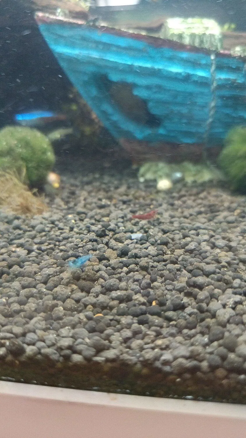 Garnelen TV Blue Jelly räkor Neocaridina davidi pastellblå