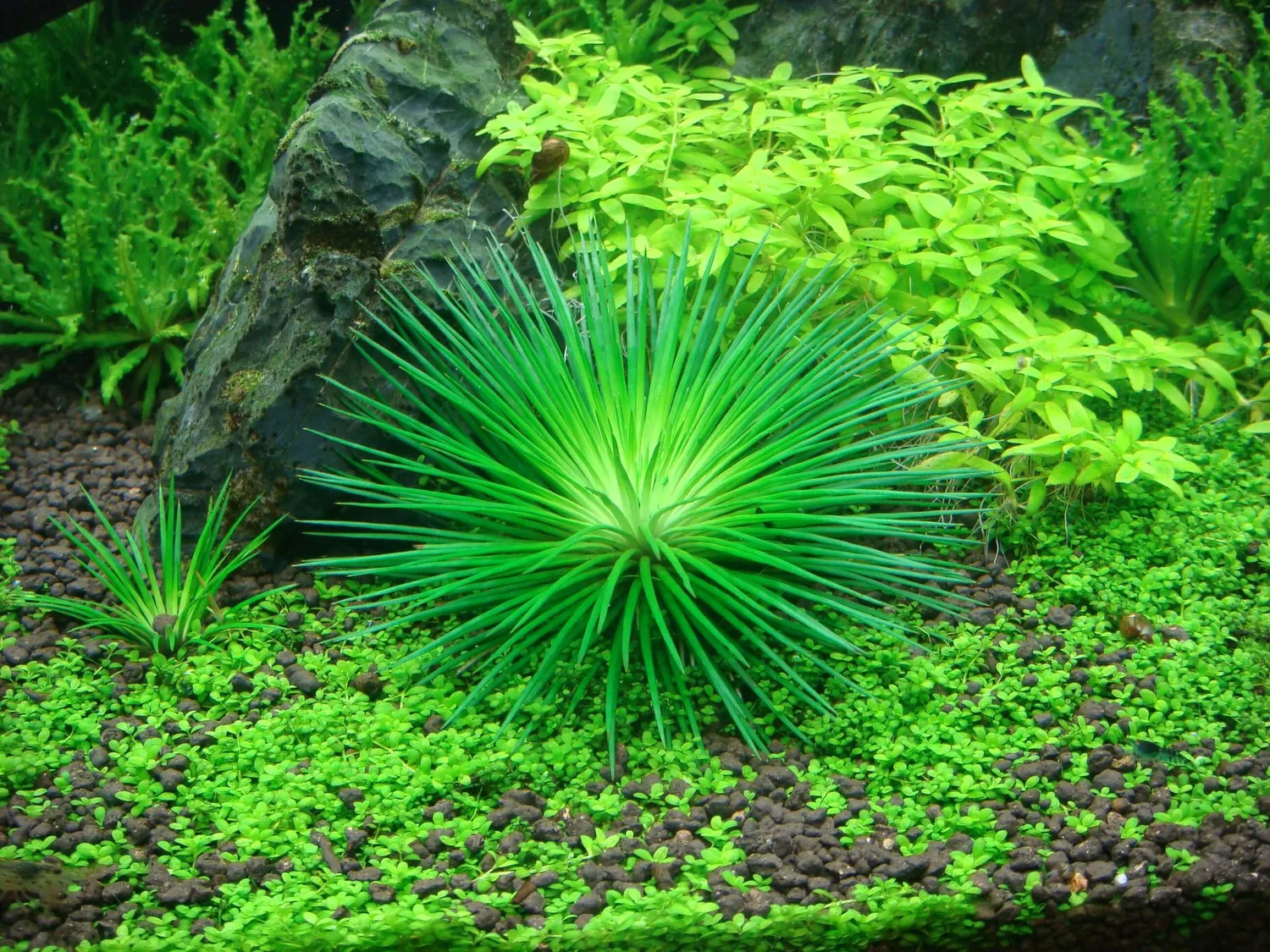 Akvarievalvet Eriocaulon cinereum akvarieväxt förgrund