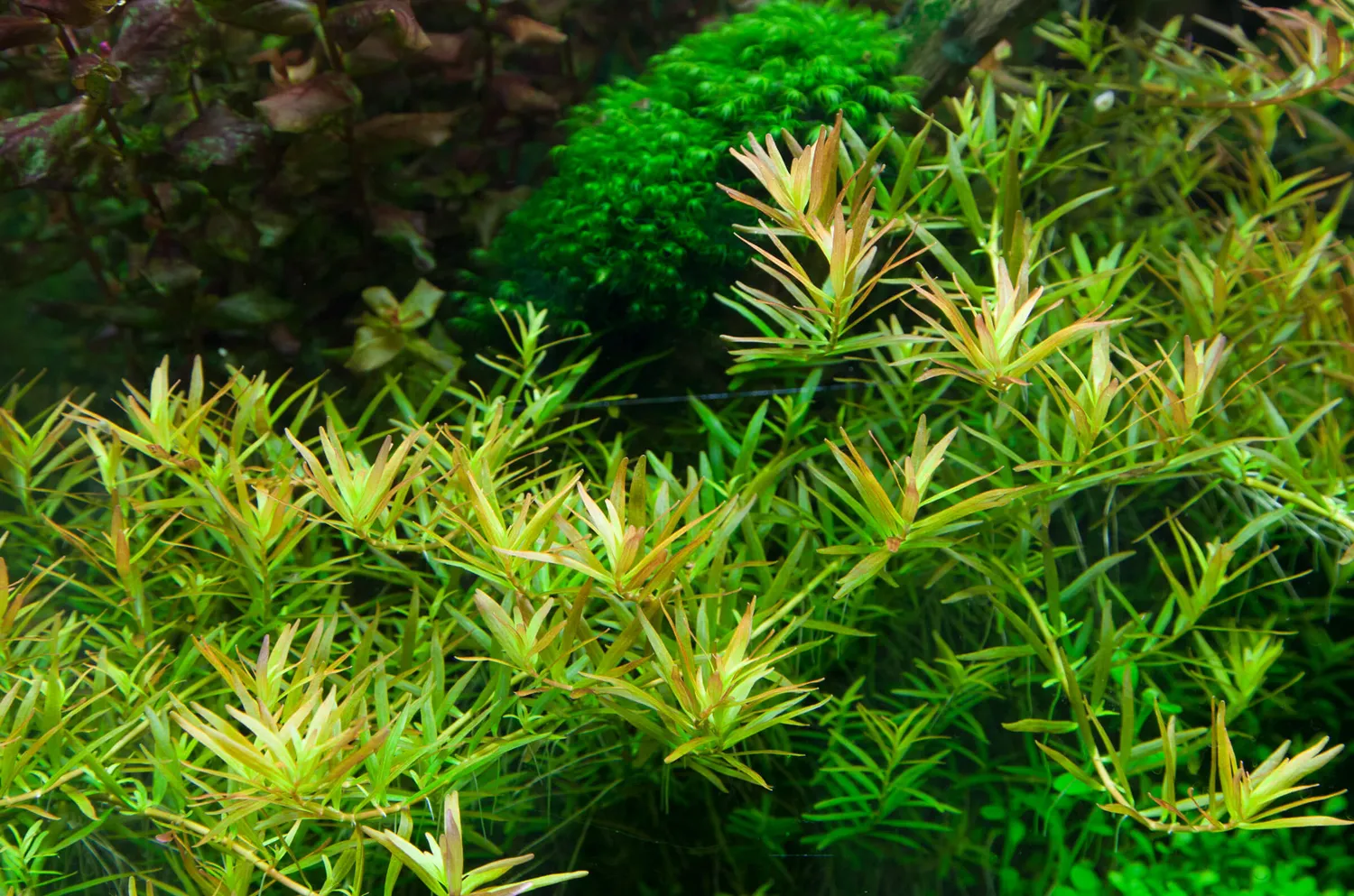Akvarievalvet Rotala rotundifolia H'ra akvarieväxt