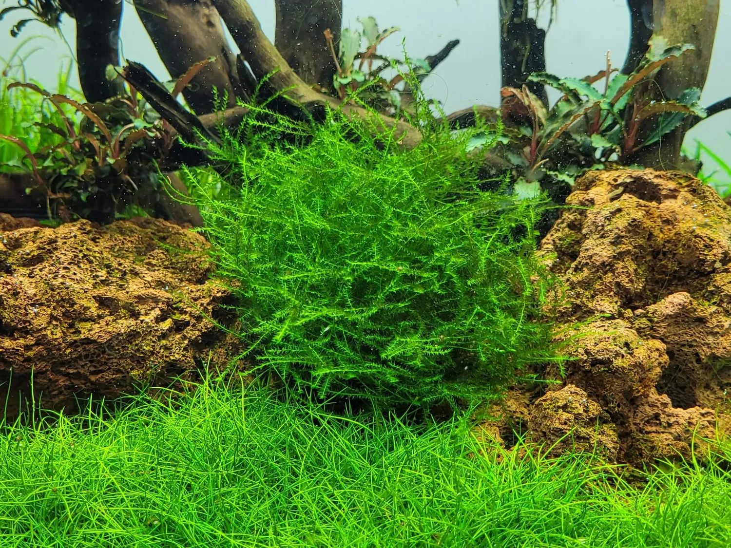 Akvarievalvet Leptodictyum riparium akvariemossa