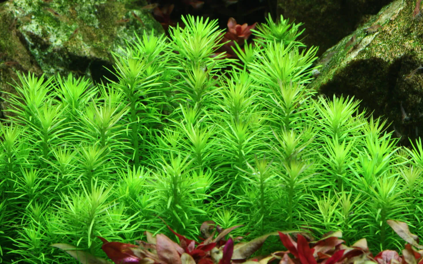 Akvarievalvet Pogostemon erectus akvarieväxt bakgrund