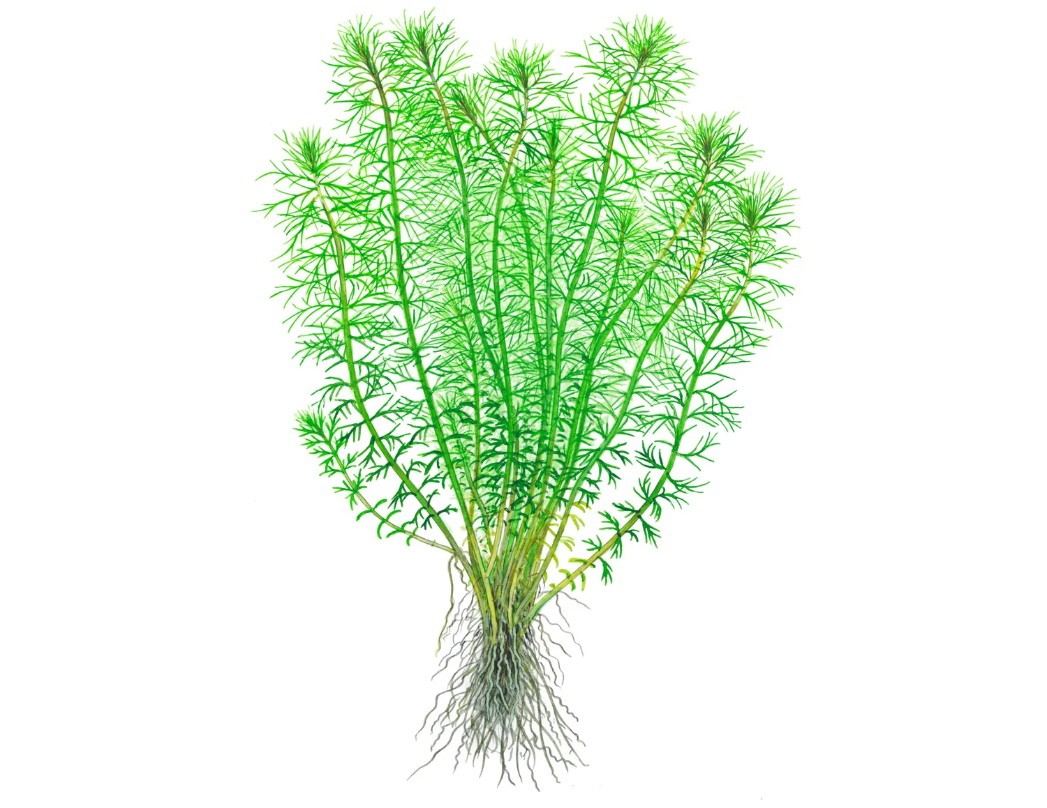 Akvarievalvet Myriophyllum Guyana akvarieväxt stjälkväxt