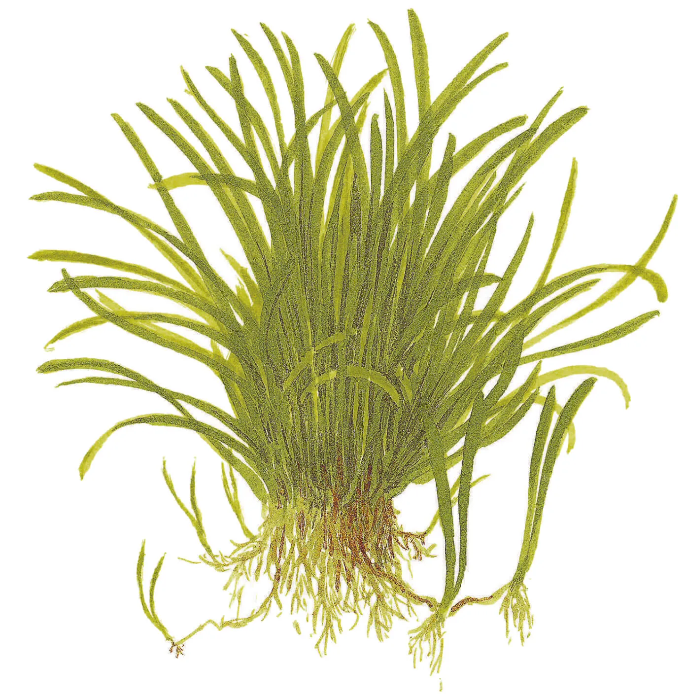 Akvarievalvet Lilaeopsis brasiliensis akvarieväxt matta