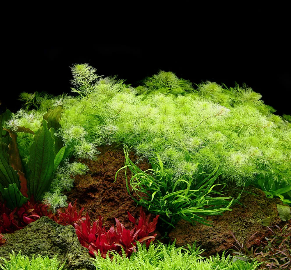 Akvarievalvet Myriophyllum mattogrossense akvarieväxt grön