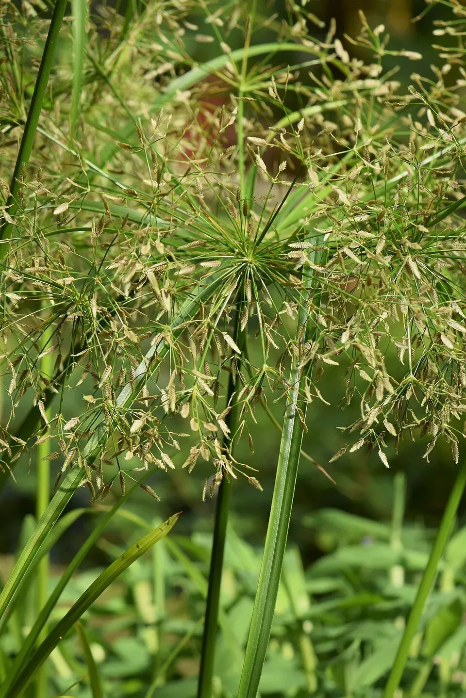 Näsets Ciklidhobby Cyperus helferi PE akvarieväxt gräslik