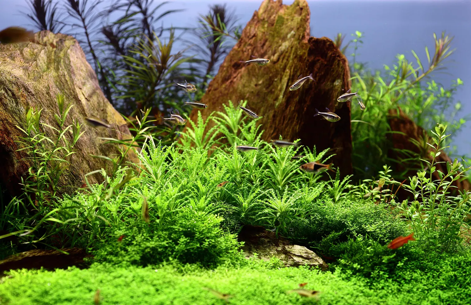 Akvarievalvet Pogostemon helferi akvarieväxt förgrund