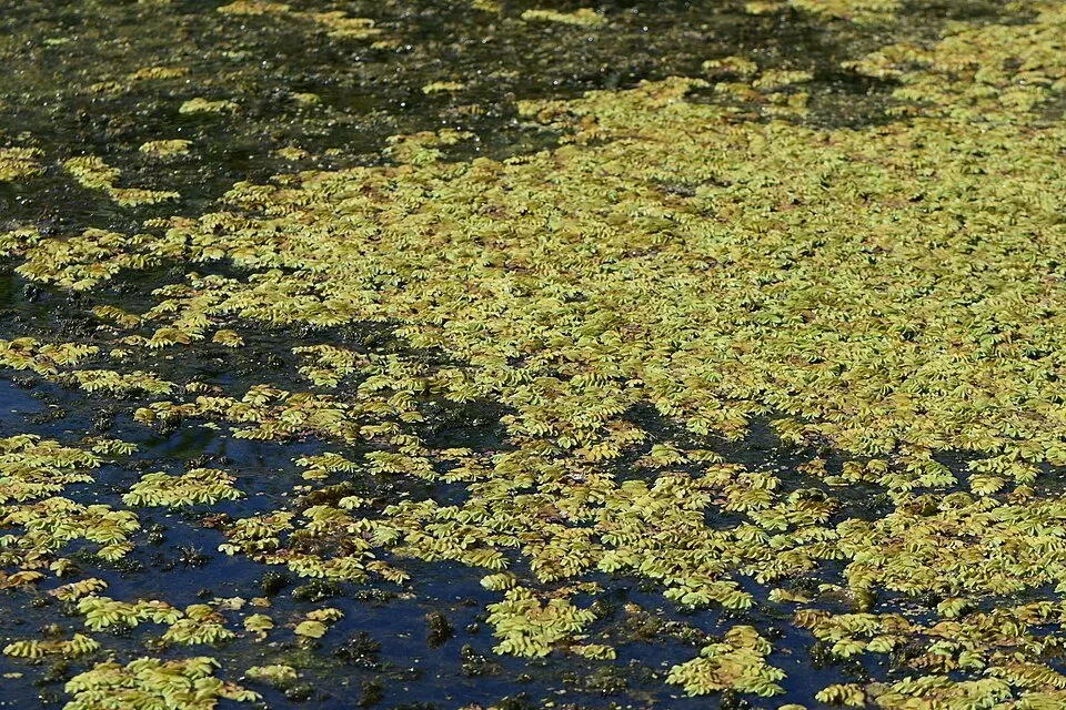 Näsets Ciklidhobby Salvinia natans LF flytväxt lättskött