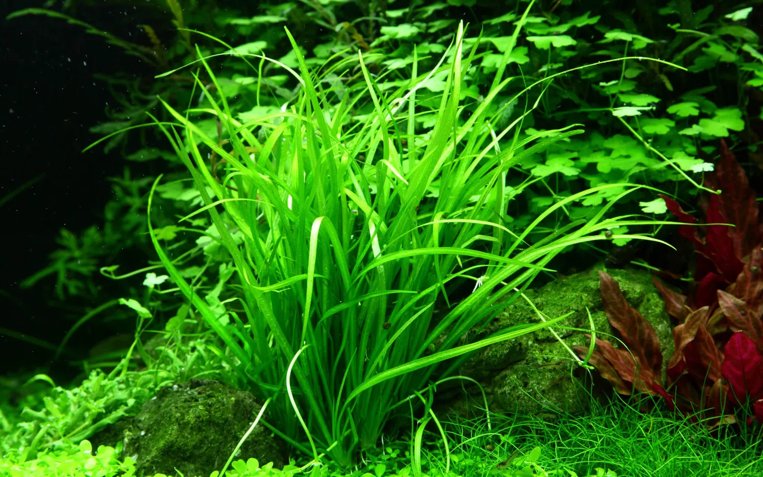 Akvarievalvet Helanthium tenellum Green akvarieväxt
