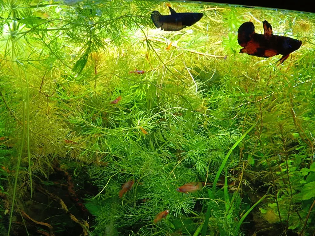Garnelen TV Plakat kampfisk hona Betta splendens kortfenad