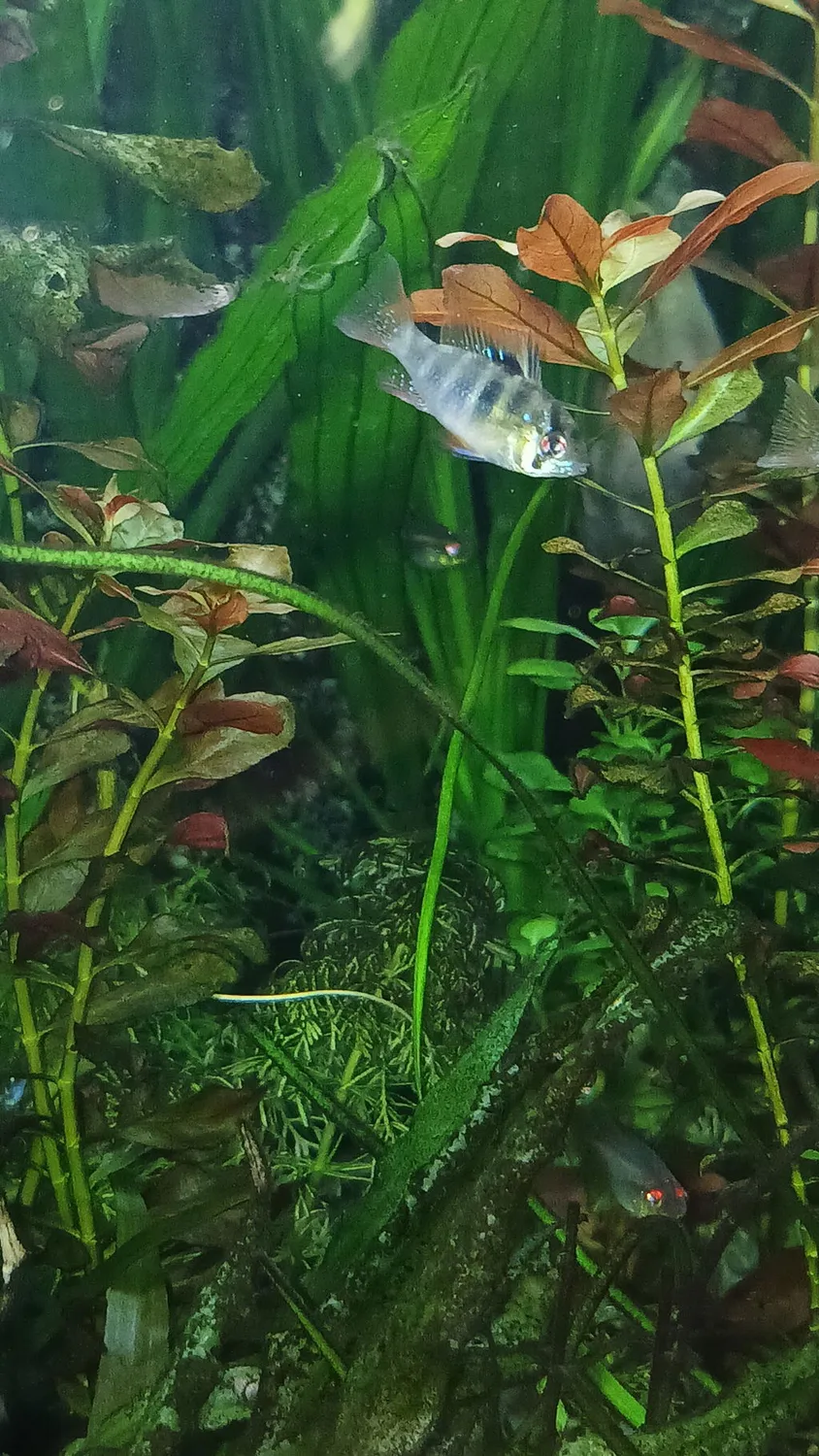 Garnelen TV Fjärilsciklid Microgeophagus ramirezi akvariefisk