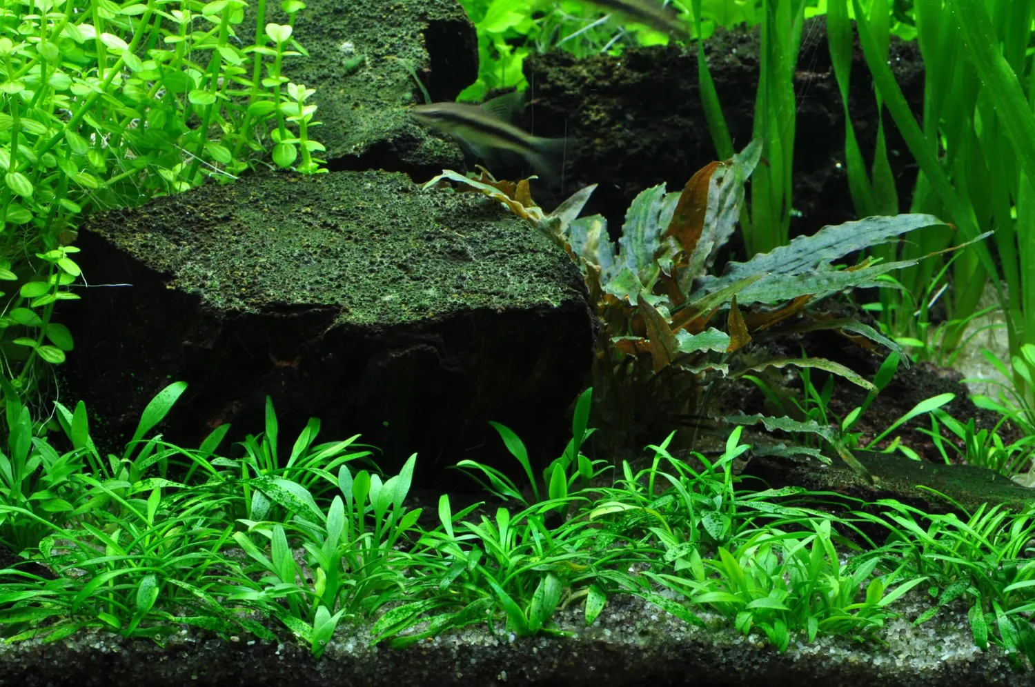 Akvarievalvet Cryptocoryne parva akvarieväxt låg