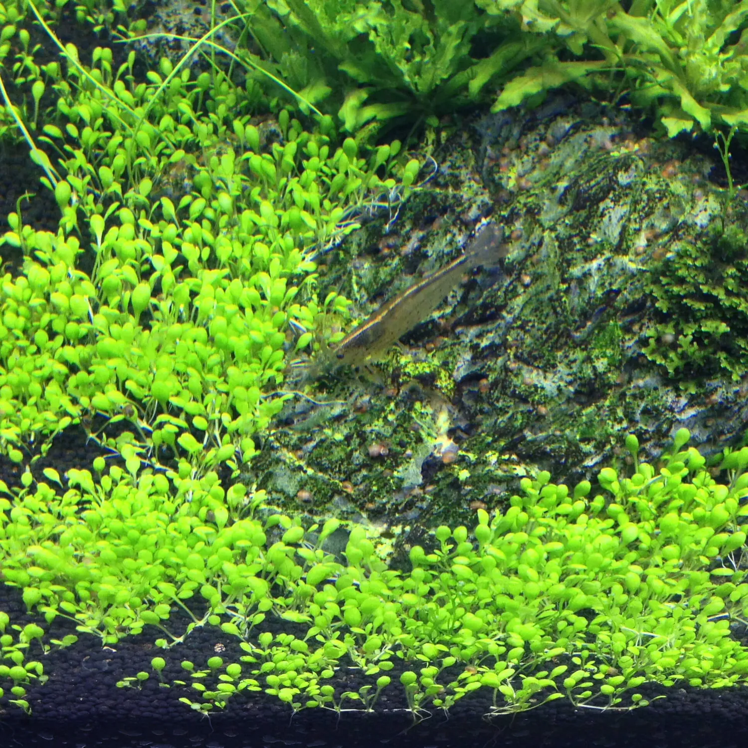 Akvarievalvet Elatine hydropiper akvarieväxt förgrund