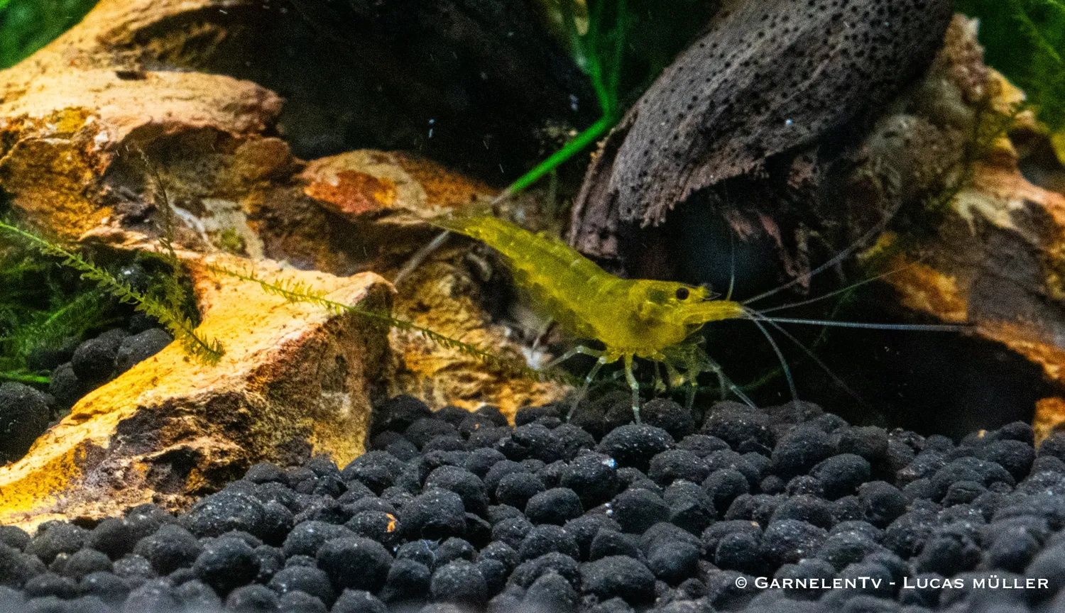 Garnelen TV Yellow King Kong Caridina räka gul