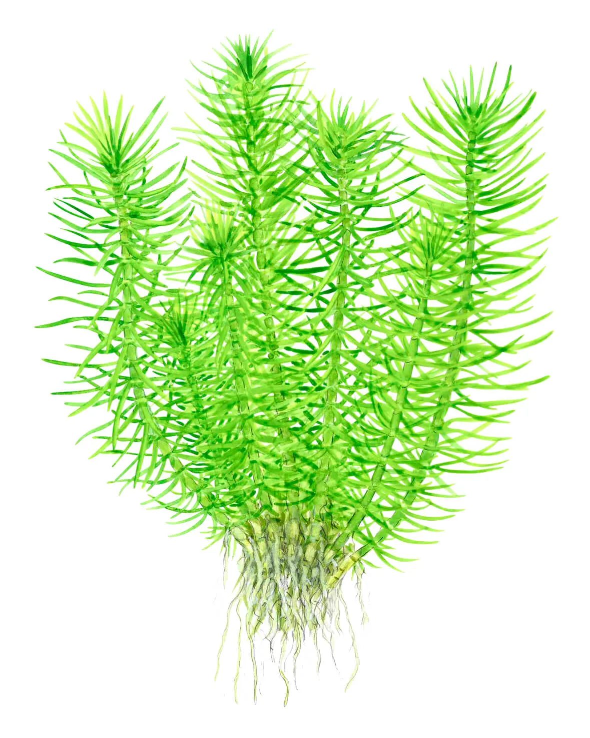 Akvarievalvet Pogostemon erectus akvarieväxt bakgrund