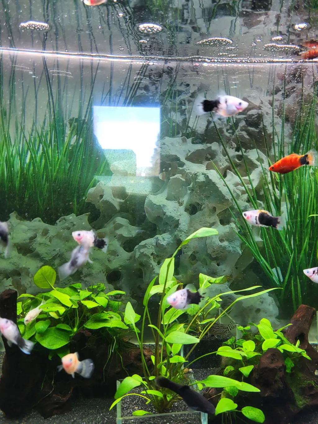 Garnelen TV Panda platy 5–7 cm fredlig grupp