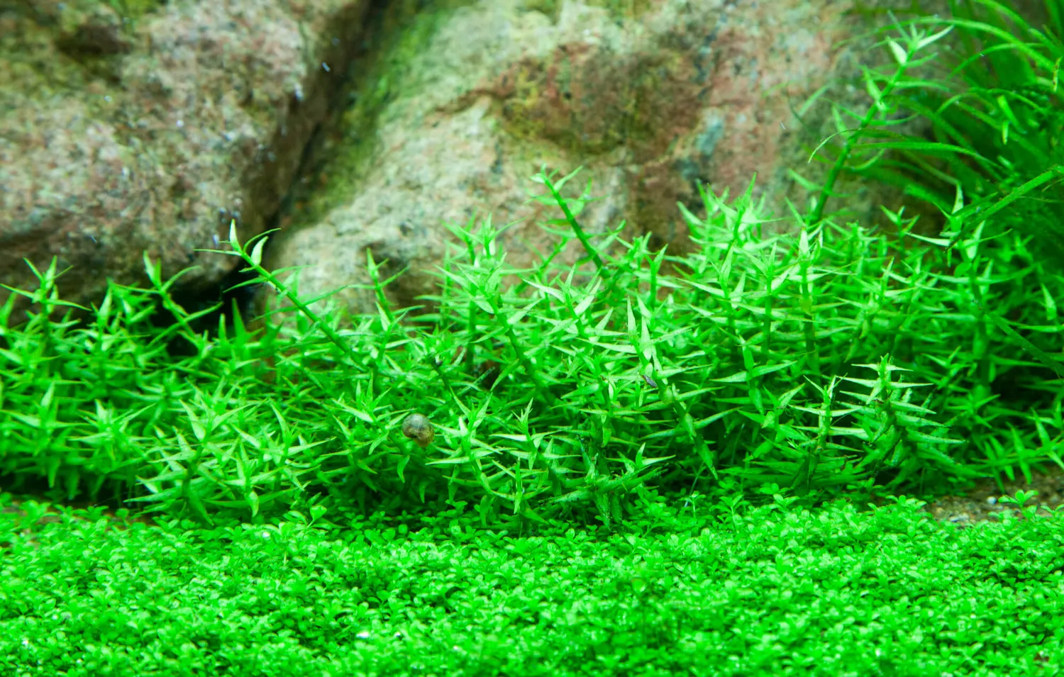 Akvarievalvet Gratiola viscidula akvarieväxt mellangrund