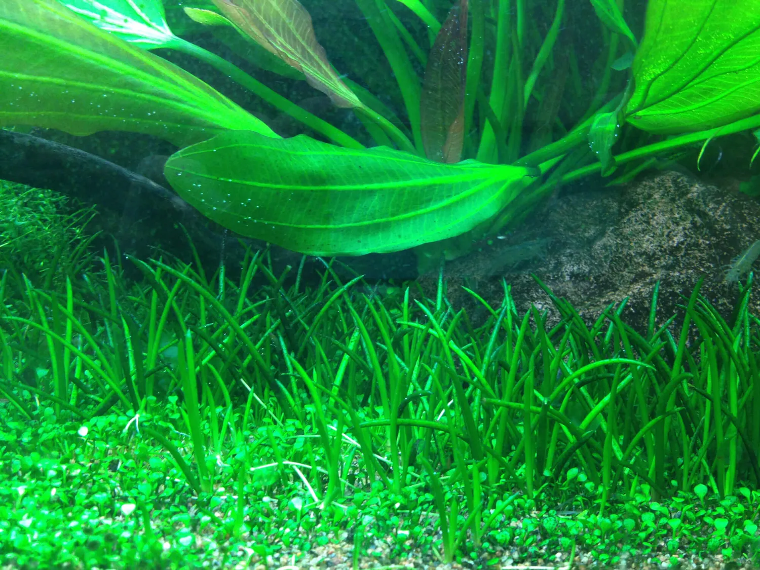 Akvarievalvet Littorella Uniflora akvarieväxt förgrund