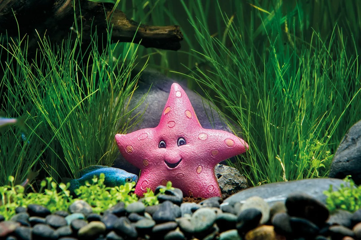 Oase Eden Starfish akvariedekoration sjöstjärna 75 mm