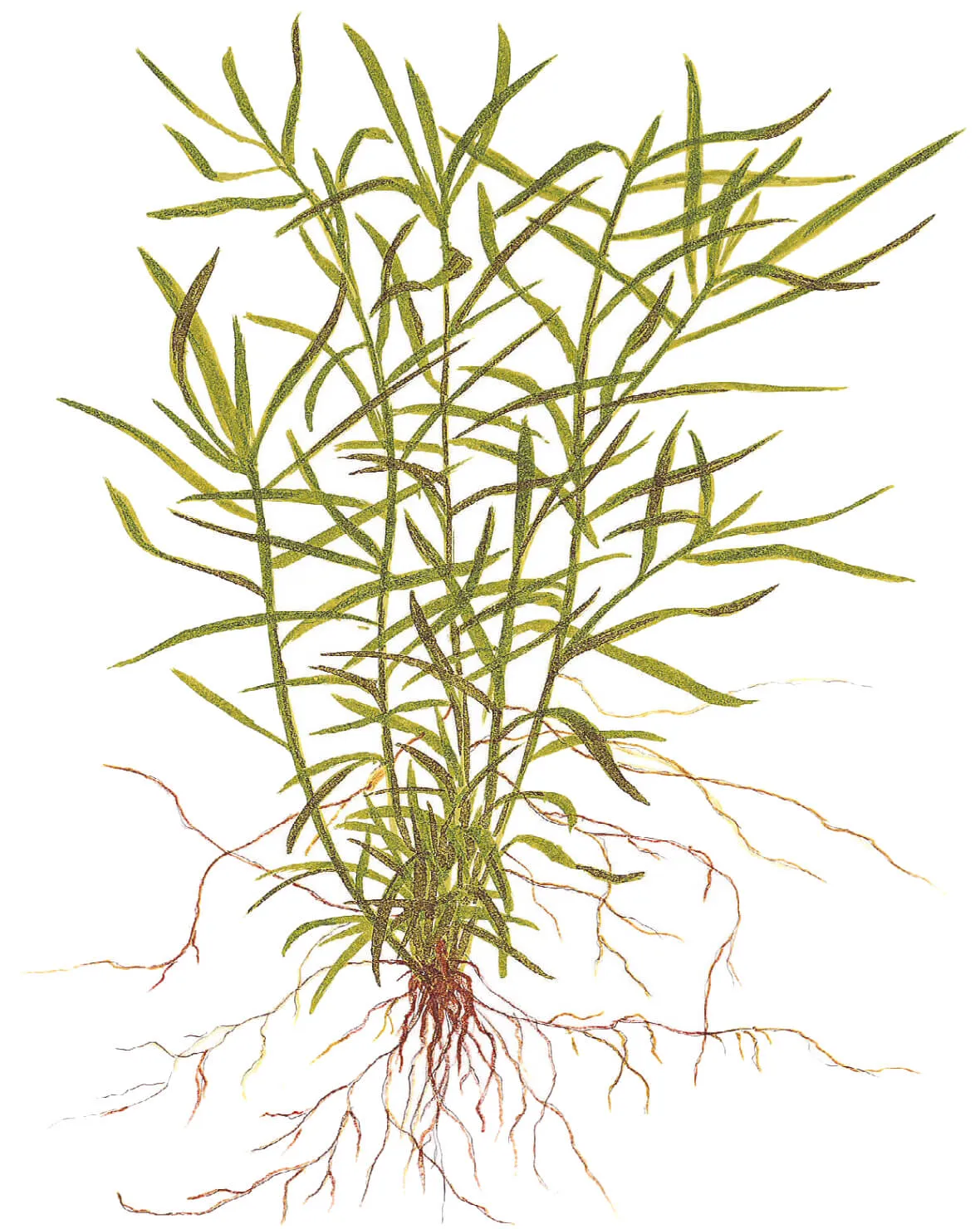 Akvarievalvet Heteranthera zosterifolia stängelväxt