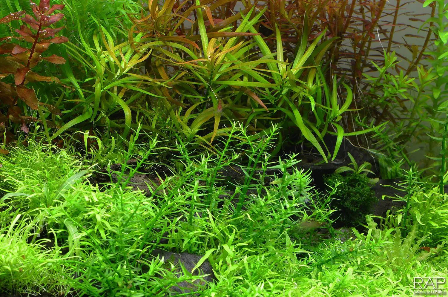 Akvarievalvet Gratiola viscidula akvarieväxt mellangrund