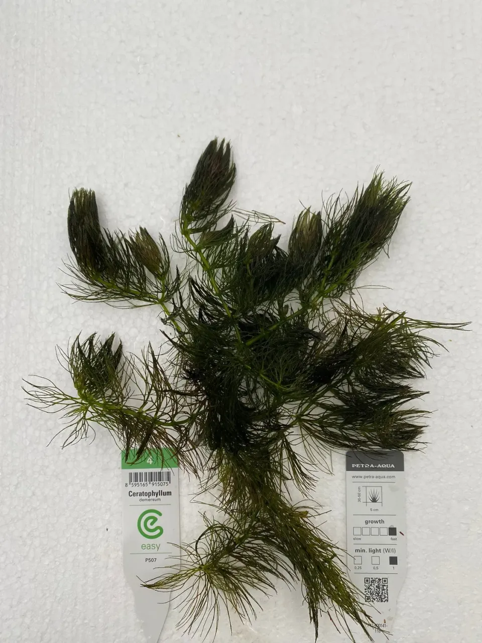 Näsets Ciklidhobby Ceratophyllum demersum akvarieväxt Easy4