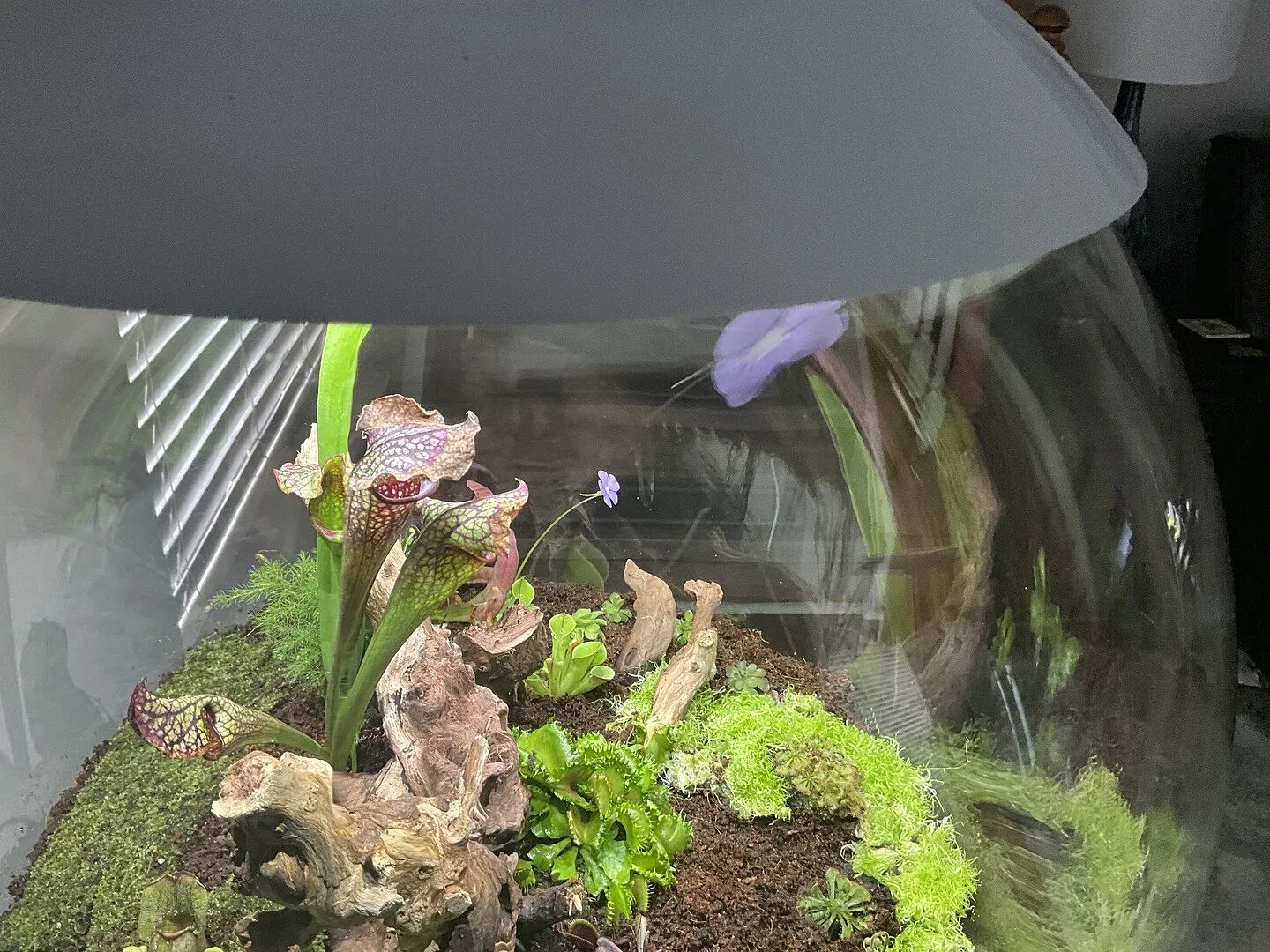 biOrb Air 60 terrarium 60 liter grå automatisk dimma