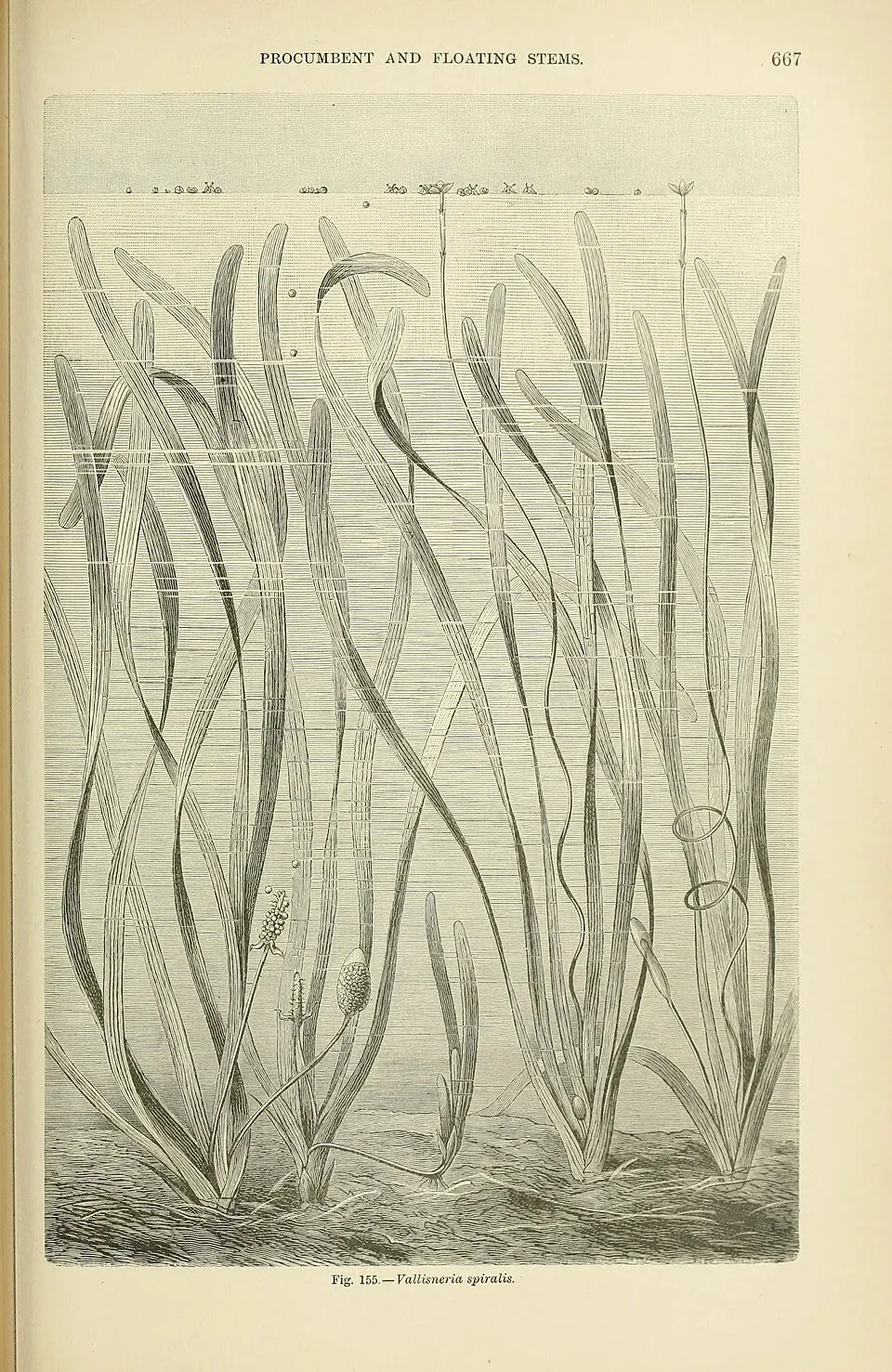 Vallisneria spiralis PS akvarieväxt bakgrund lättskött