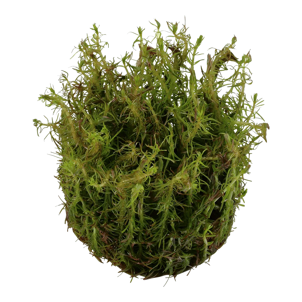 Akvarievalvet Rotala wallichii akvarieväxt röd