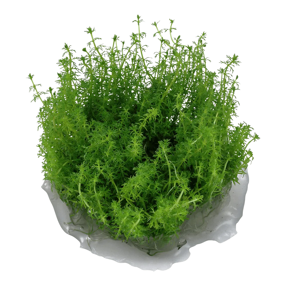 Akvarievalvet Myriophyllum Guyana akvarieväxt stjälkväxt