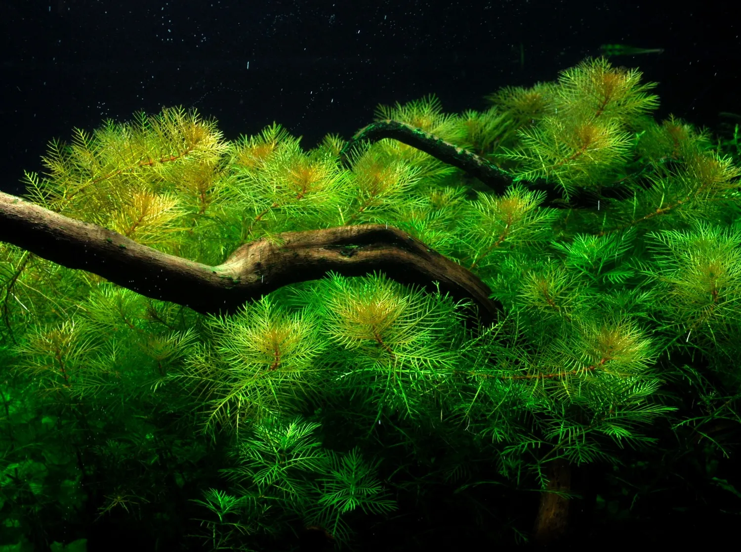 Akvarievalvet Myriophyllum mattogrossense akvarieväxt grön