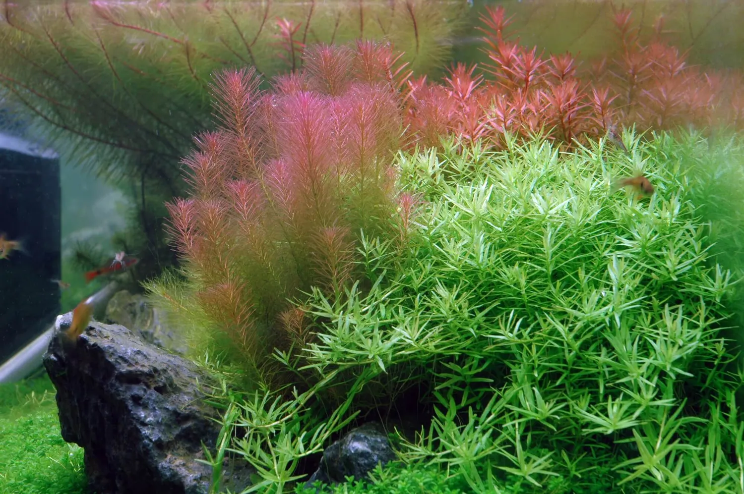 Akvarievalvet Rotala wallichii akvarieväxt röd