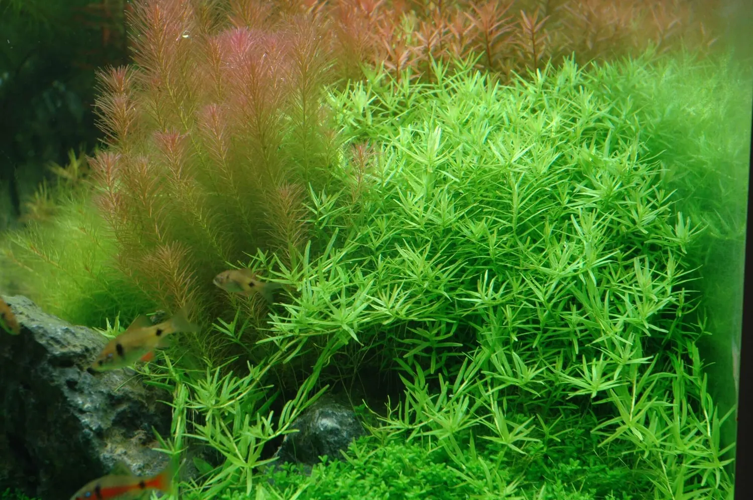 Akvarievalvet Rotala rotundifolia Green akvarieväxt