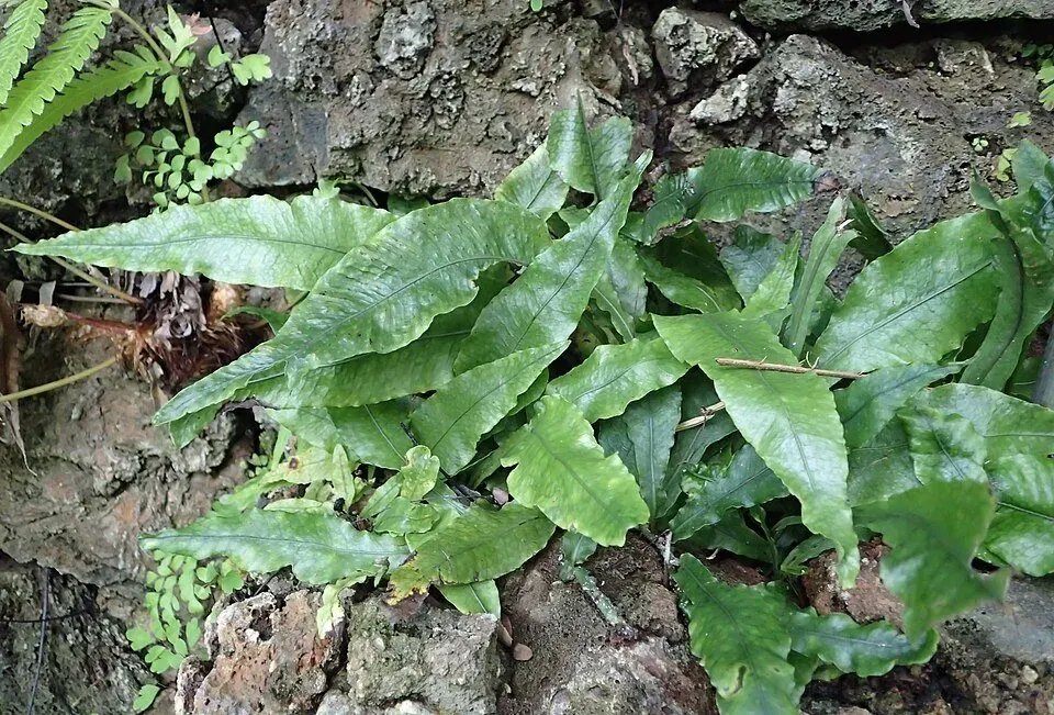 Microsorum pteropus Latifolia akvarieväxt PE