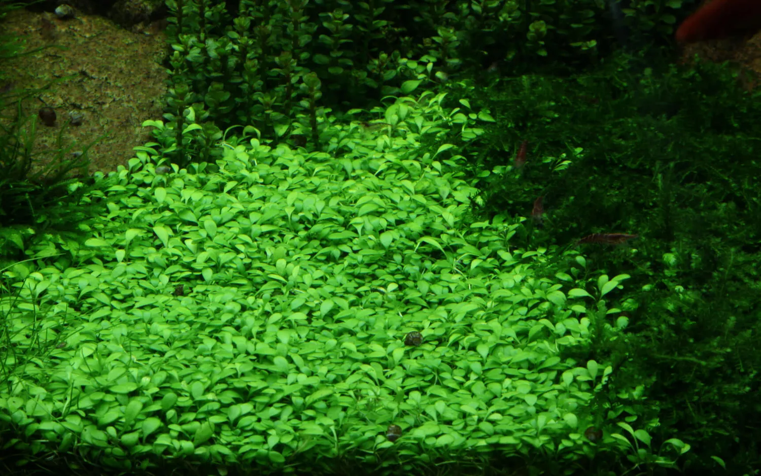 Akvarievalvet Glossostigma elatinoides akvarieväxt matta