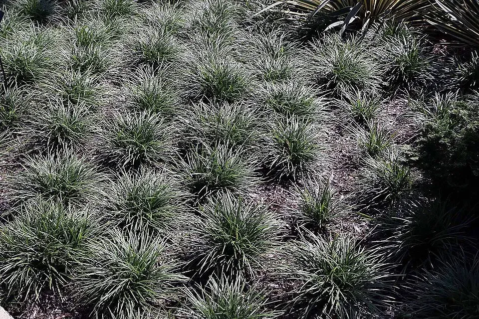 Näsets Ciklidhobby Ophiopogon japonica PT akvarieväxt