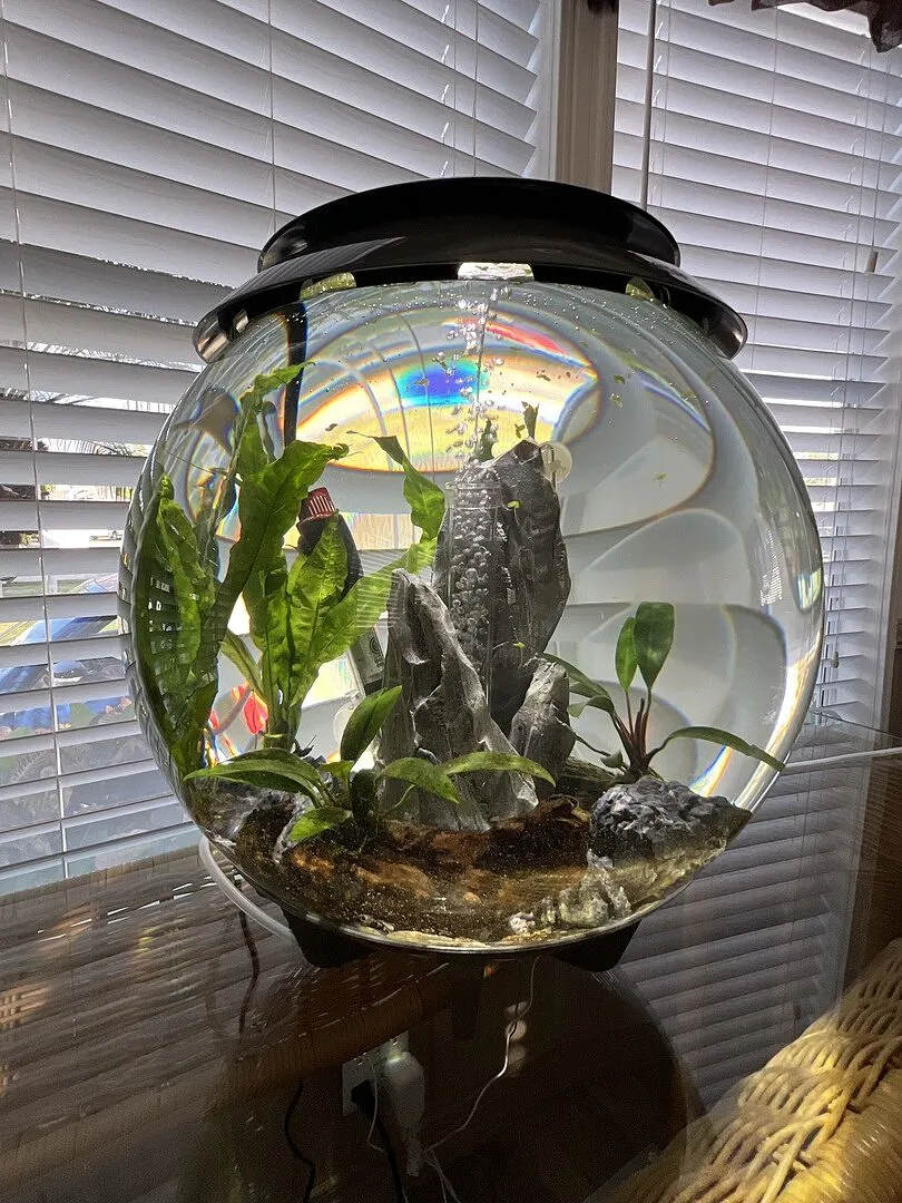 biOrb HALO 30 akvarium 30 liter MCR-ljus grå
