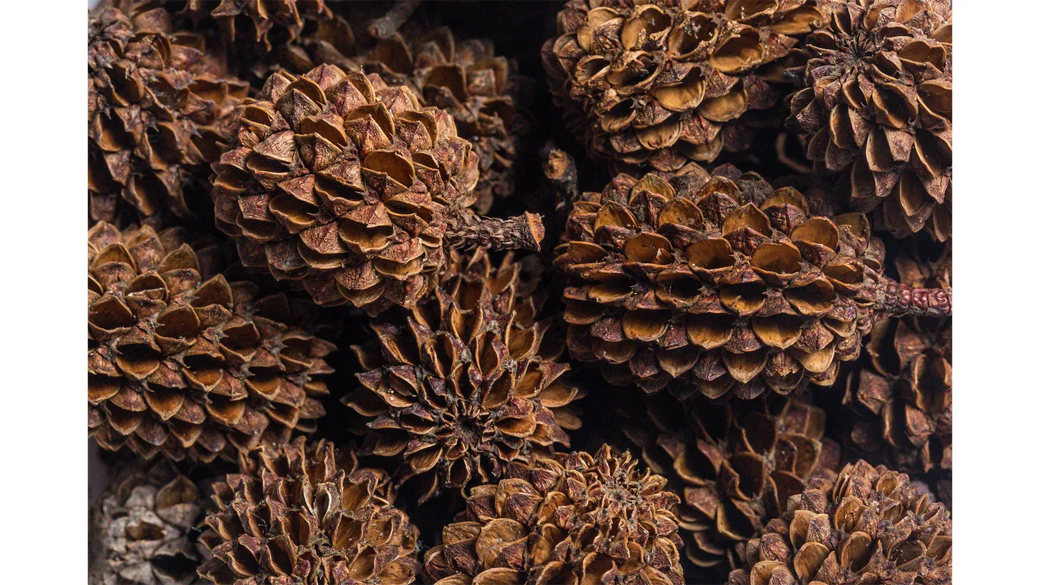 ARKA myScape Casuarina Cones 50-pack kottar svartvatten