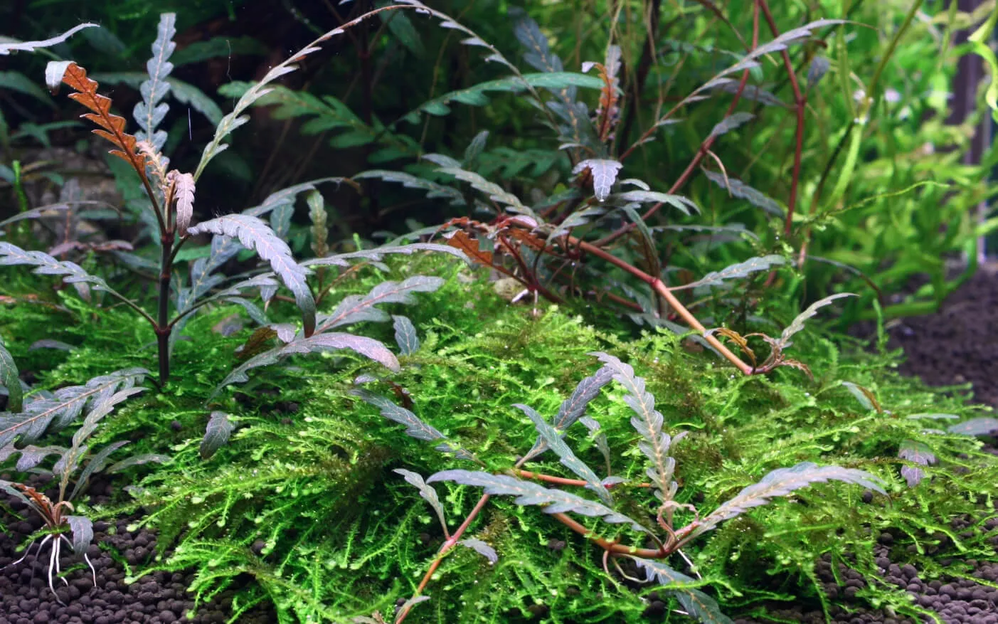 Akvarievalvet Hygrophila pinnatifida akvarieväxt flikbladig röd