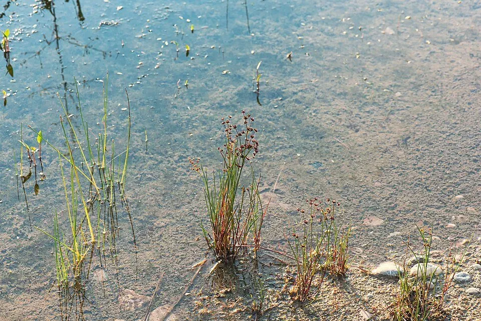 Näsets Ciklidhobby Juncus repens akvarieväxt PE grön